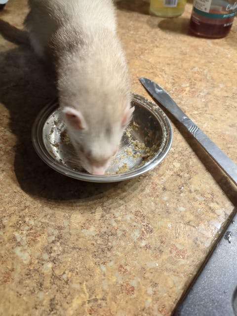 Freeze-Dried Raw Ferret Food “Dook Soup"