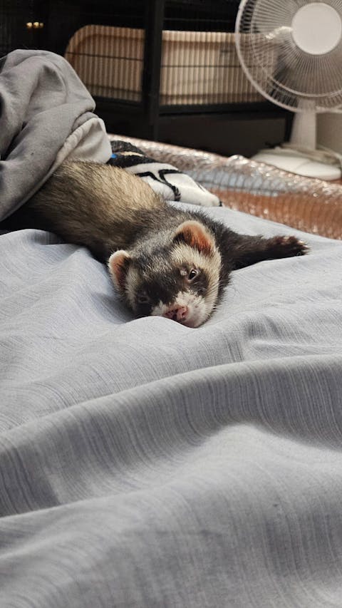 Freeze-Dried Raw Ferret Food “Dook Soup"
