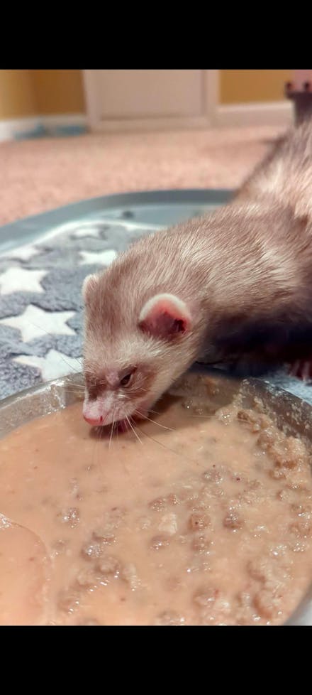 Dook Soup — Complete Freeze-Dried Raw Ferret Diet for Ferrets