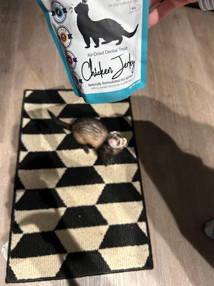 Chicken Breast Jerky Treat for Ferrets
