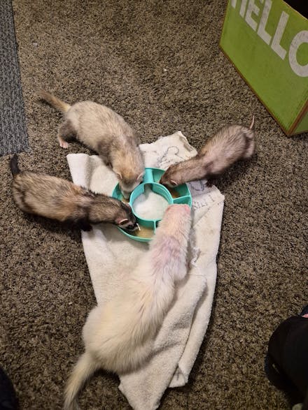 Dook Soup — Complete Freeze-Dried Raw Ferret Diet for Ferrets