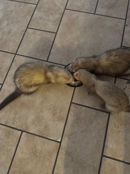 Dook Soup — Complete Freeze-Dried Raw Ferret Diet for Ferrets