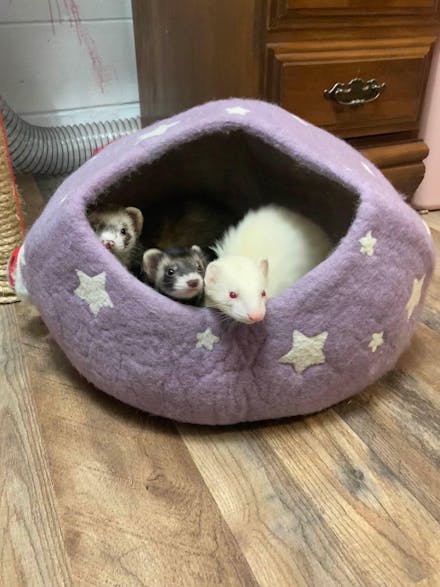 The Pampered Ferret