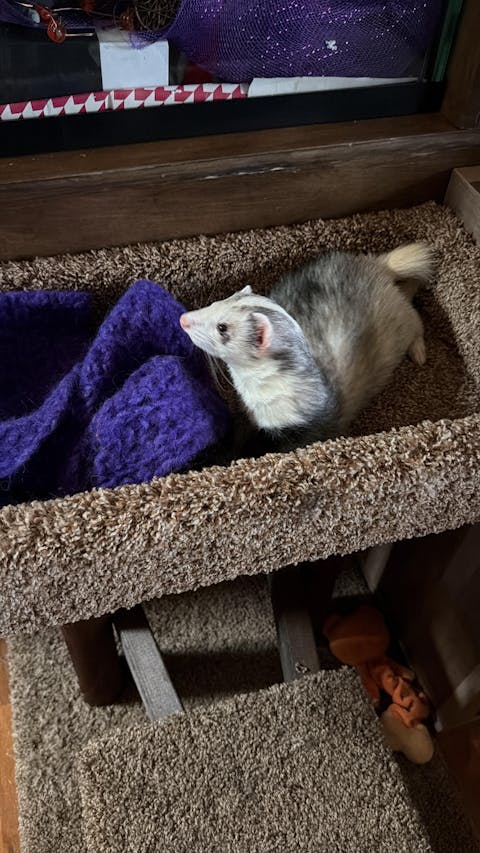 Freeze-Dried Raw Bison Kidney Treat for Ferrets