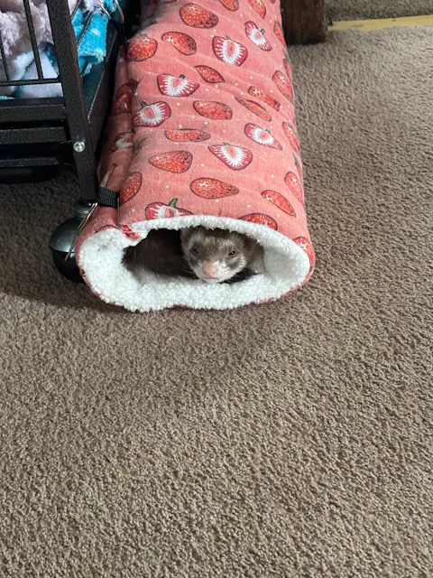 Dook Soup — Complete Freeze-Dried Raw Ferret Diet for Ferrets