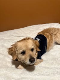 New York Yankees Tee Shirt