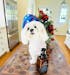 DERMACALM - FOAMING RINSE-OFF DOG SHAMPOO