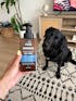 DERMACALM - FOAMING RINSE-OFF DOG SHAMPOO