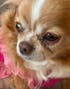 ITCH RESCUE - ALLERGY RELIEF