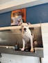 DERMACALM - FOAMING RINSE-OFF DOG SHAMPOO