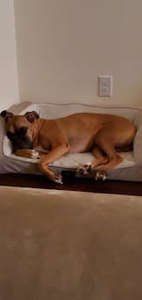 IMMUNE BOOST - SUPER 7 MUSHROOMS - DOGS