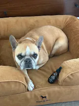 ITCH RESCUE - ALLERGY RELIEF - DOGS