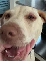 DERMACALM - FOAMING RINSE-OFF DOG SHAMPOO