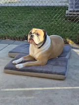 ITCH RESCUE - ALLERGY RELIEF - DOGS