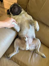 ITCH RESCUE - ALLERGY RELIEF - DOGS