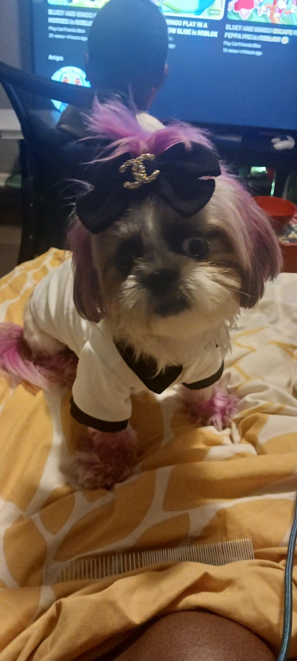 Luxury Chewnel Collar Shirt