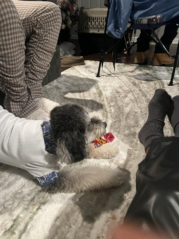 Lux Dogior Turtle Neck