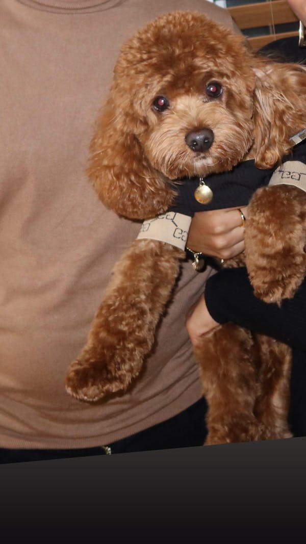 Lux GRRRCI Turtle Neck