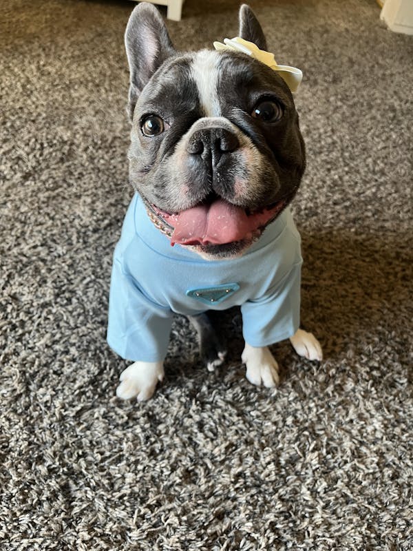 Pawda Lux Turtle Neck