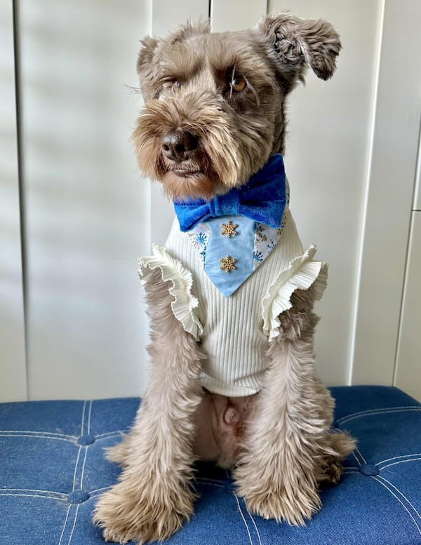 Stylish Frill Dog Top