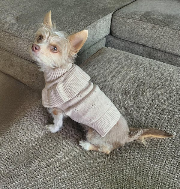 Lux Knit Ruffle Sweater