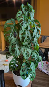 70 - 80cm Monstera Adansonaii Monkey Mask Mosspole 17cm Pot