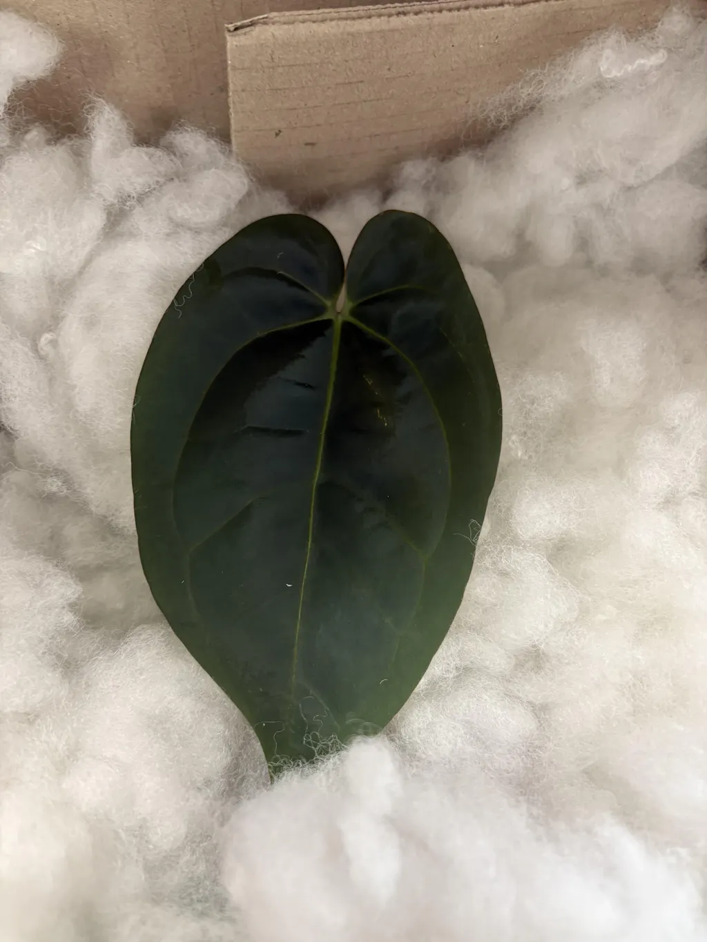 Anthurium papillilaminum 'RLFS' x pap 'RL' s1 – The Plant Plug