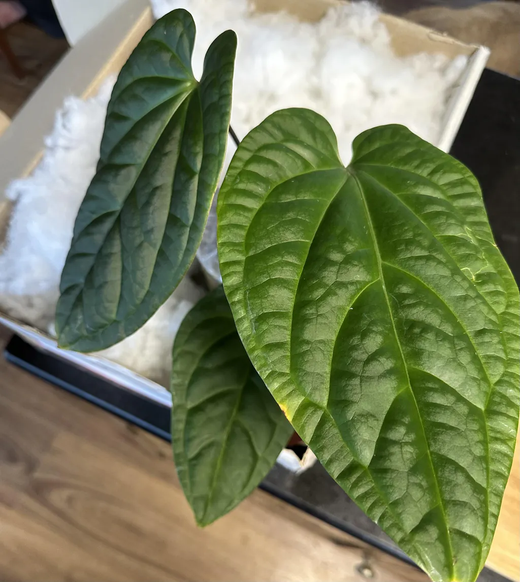 Anthurium papillilaminum 'RLFS' x pap 'RL' s1 – The Plant Plug