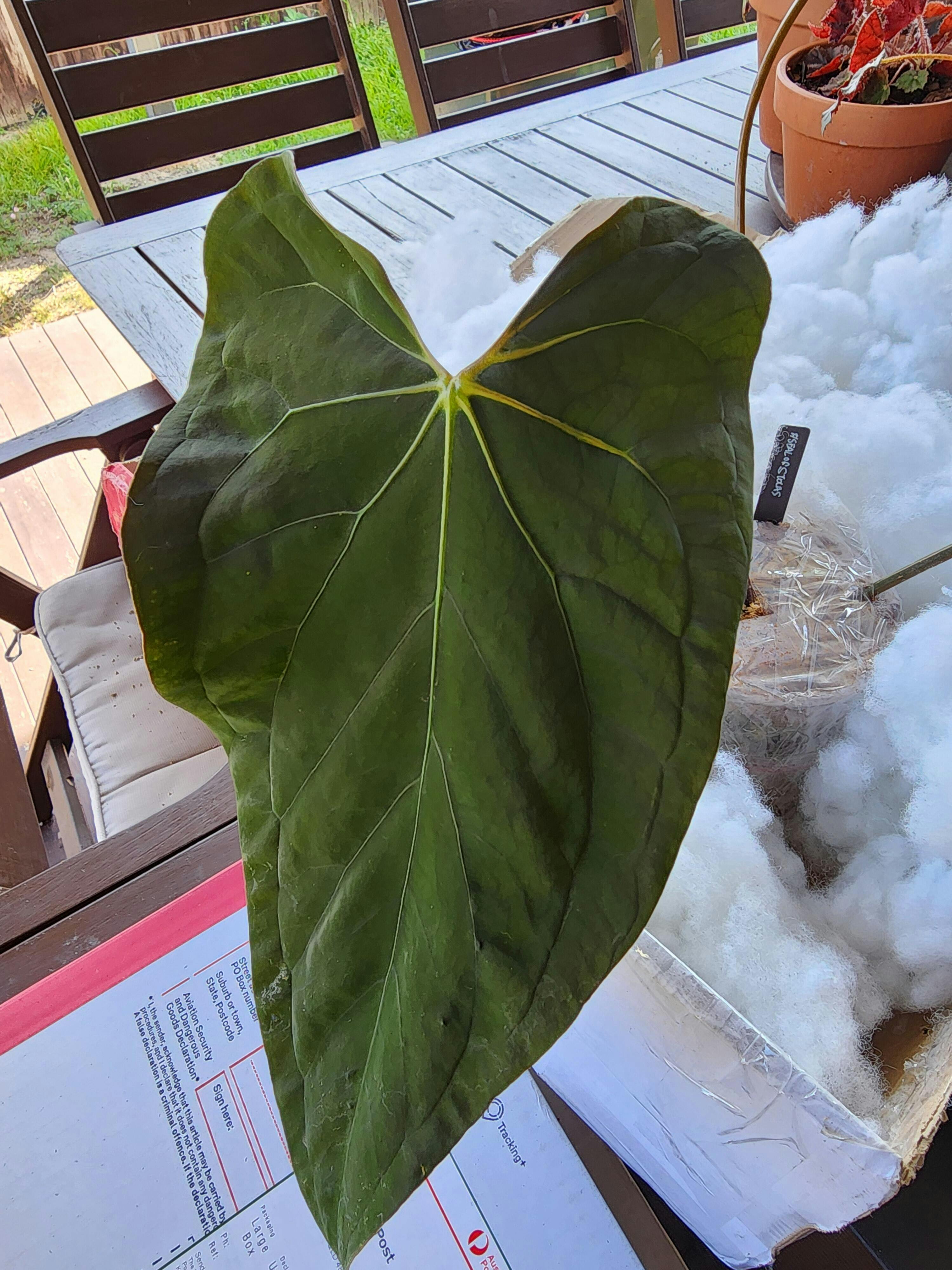 Anthurium papillilaminum 'RLFS' x pap 'RL' s1 – The Plant Plug