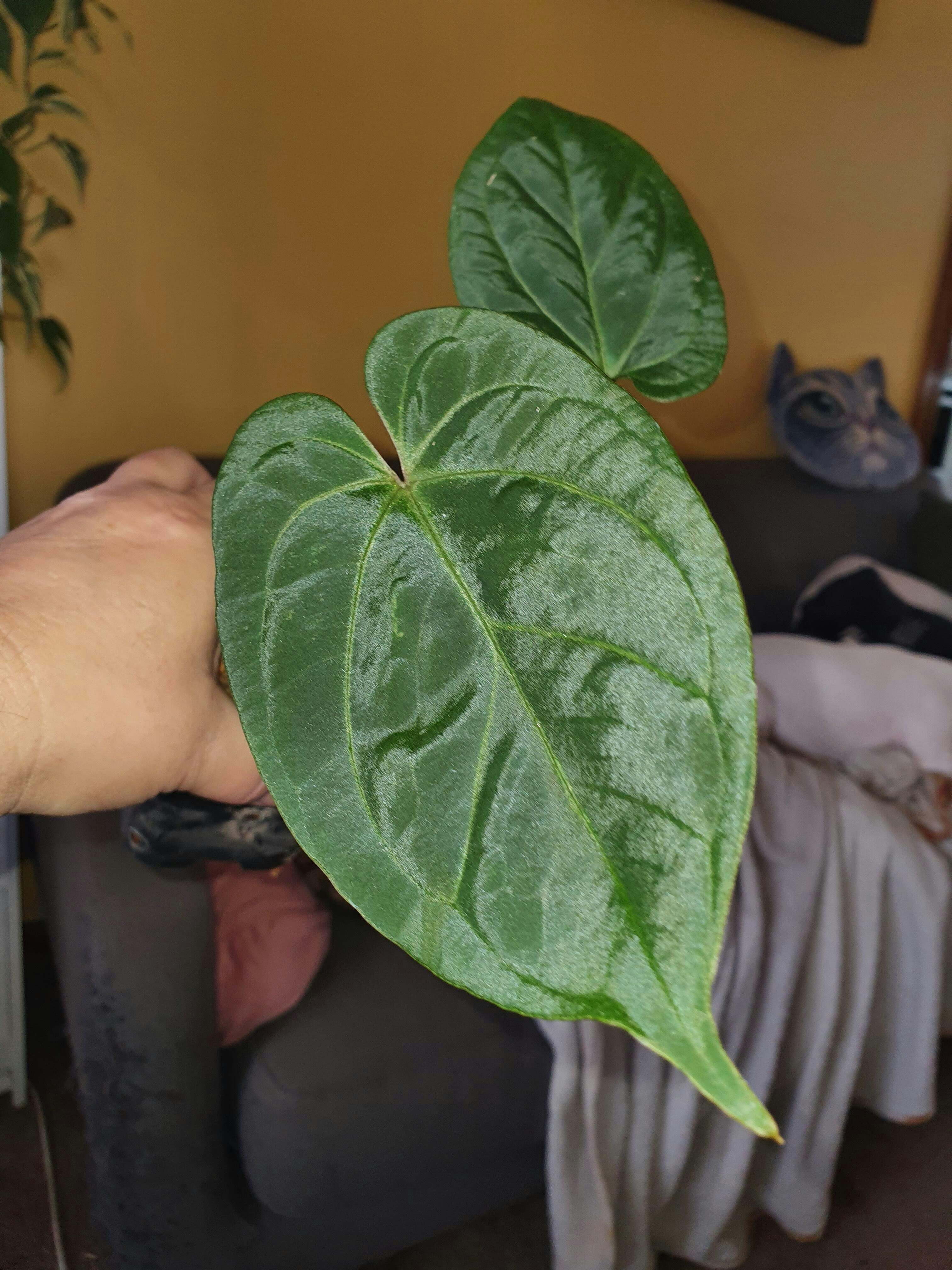 Anthurium papillilaminum 'RLFS' x pap 'RL' s1 – The Plant Plug