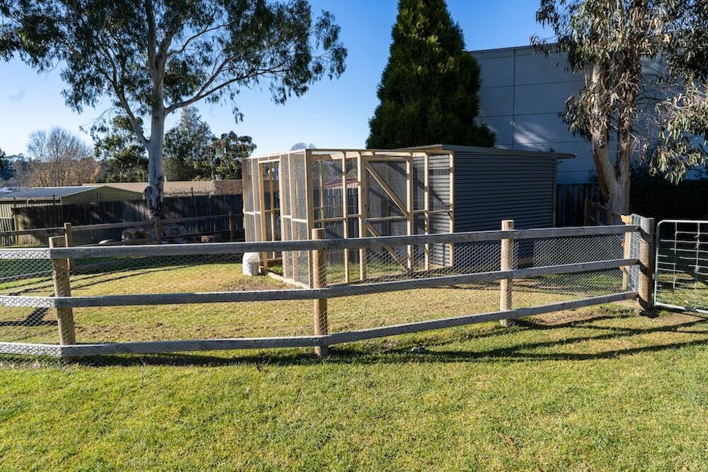 The Poodle and The Hen