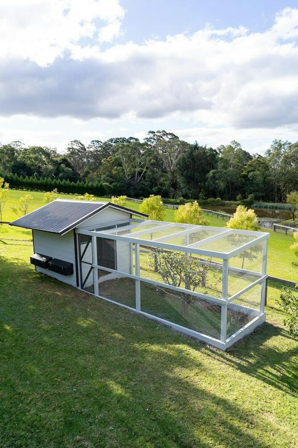 The Poodle and The Hen