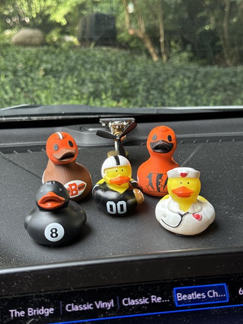 Cincinnati Bengals Duck