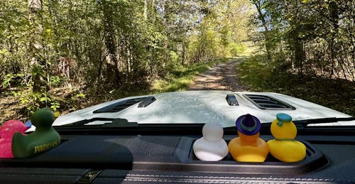 Green Bay Packers Duck