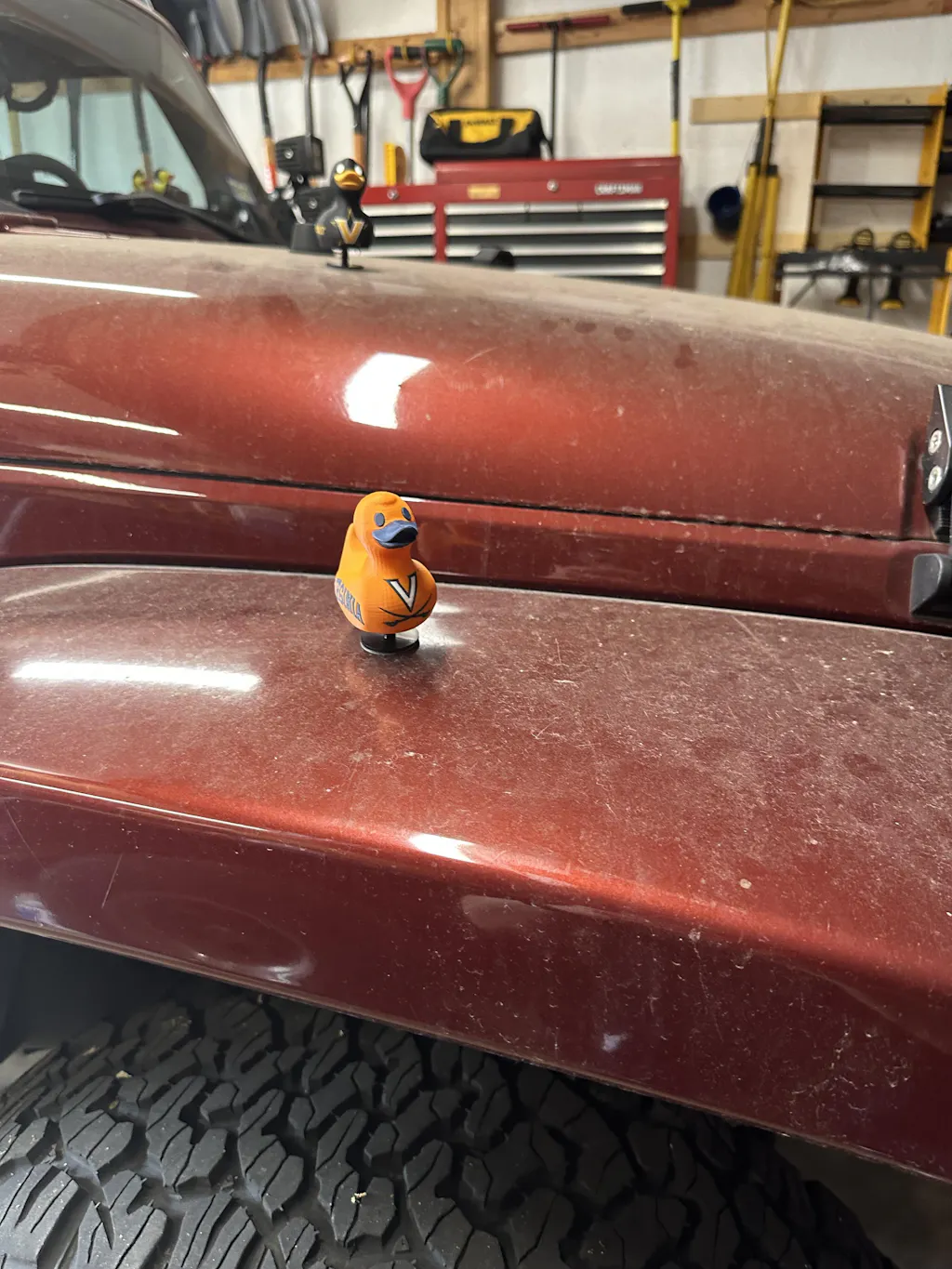 University of Virginia Duck