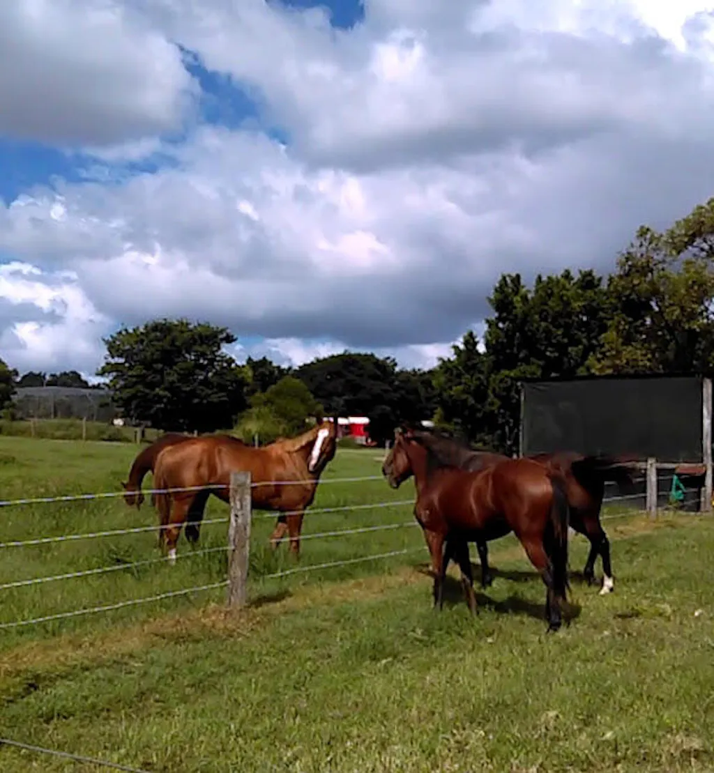 The Ranch Fly Trap – The Ranch Pest Control