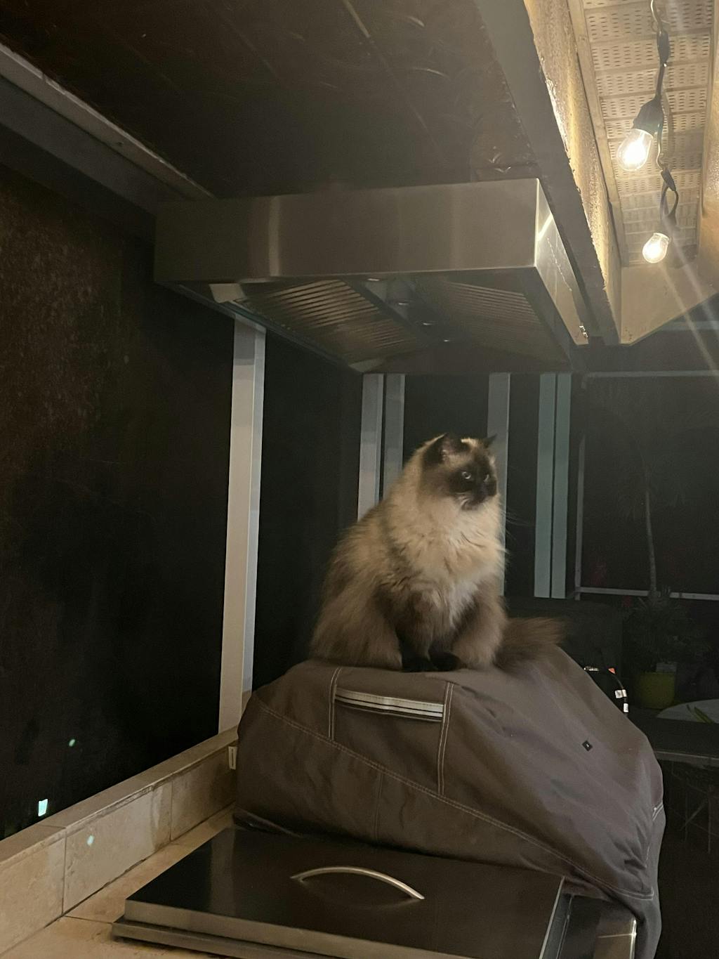 ZLINE Convertible Island Mount Range Hood in Black Stainless Steel (BS