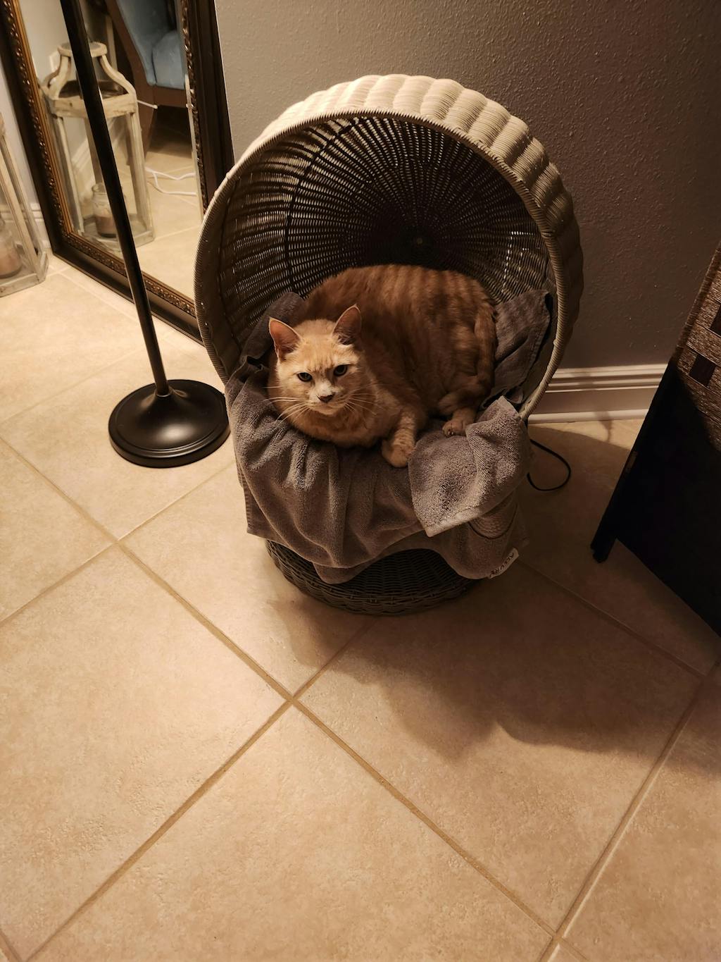 Kitty Ball Cat Bed Raised Cat Bed, Scratchproof The Refined Feline