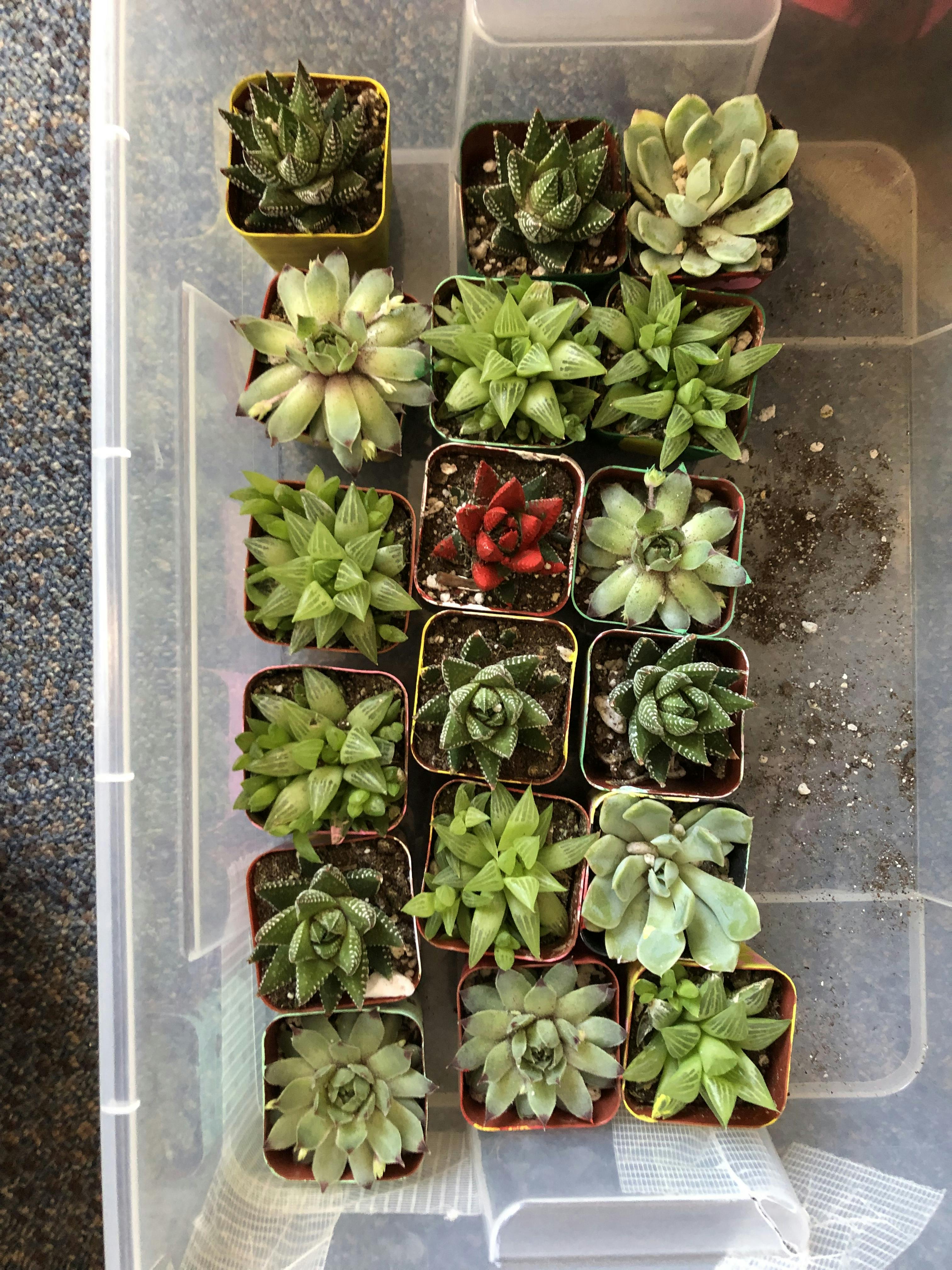 2" Wedding Succulents Wedding Succulent Favors for Sale Bulk Succulents