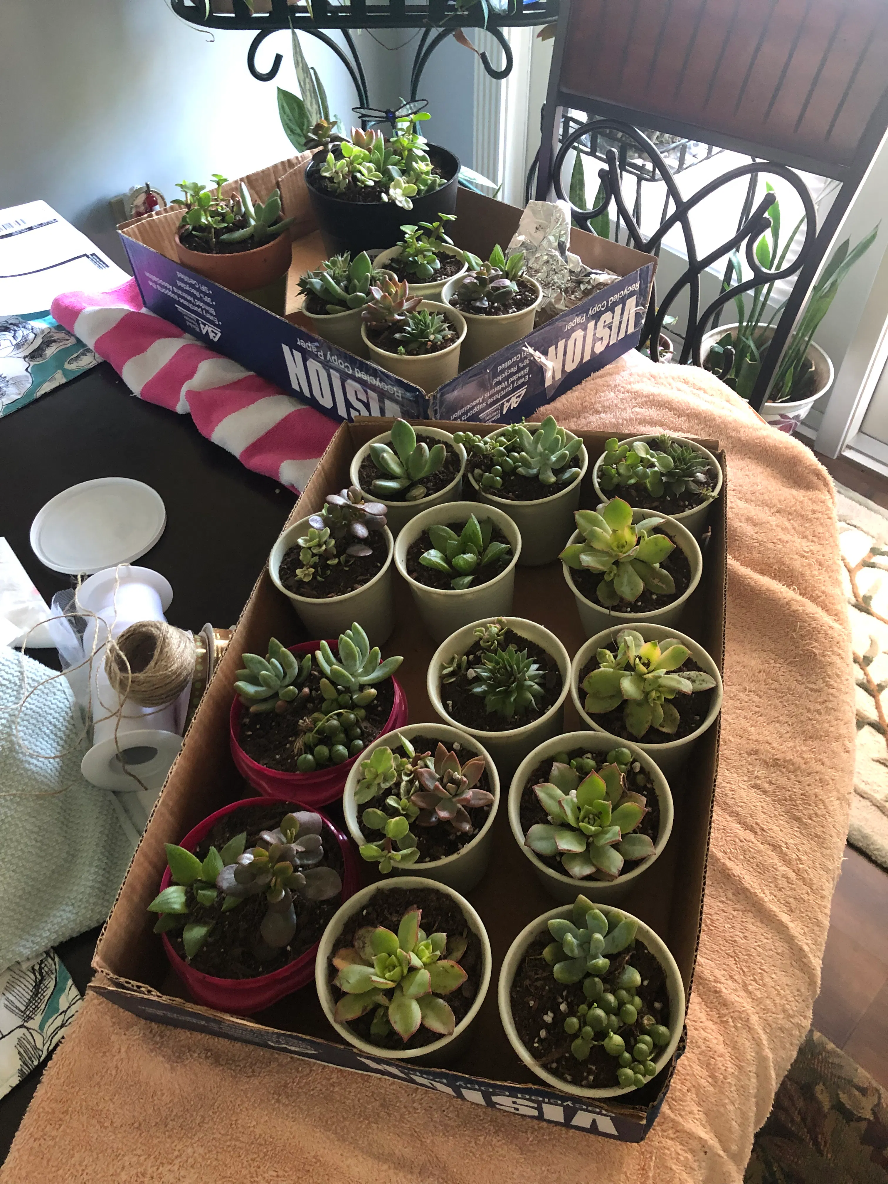 2" Assorted Succulents Wedding Succulent Favors for Sale Bulk Succulents