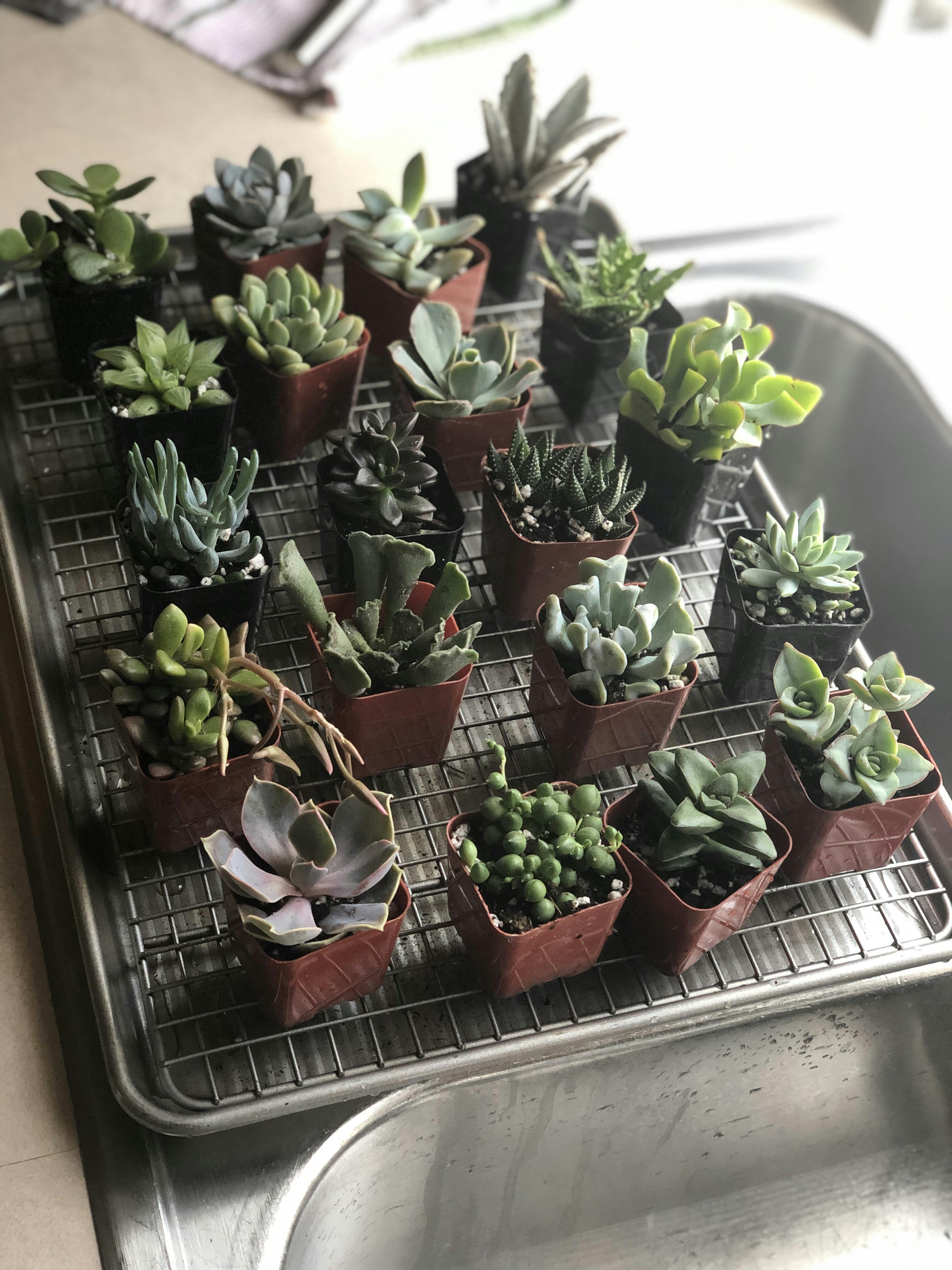 2" Assorted Succulents Wedding Succulent Favors for Sale Bulk Succulents