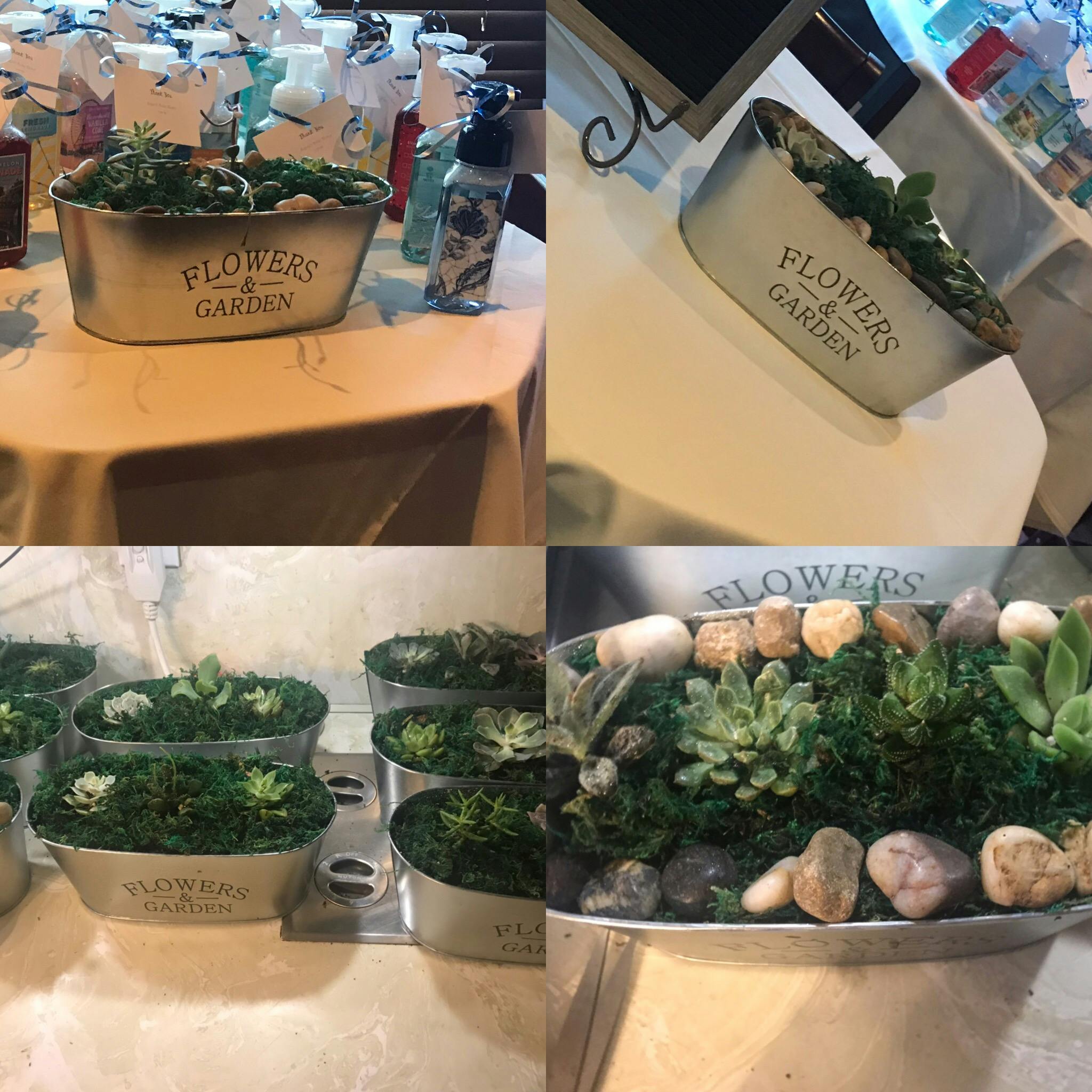 2" Assorted Succulents Wedding Succulent Favors for Sale Bulk Succulents