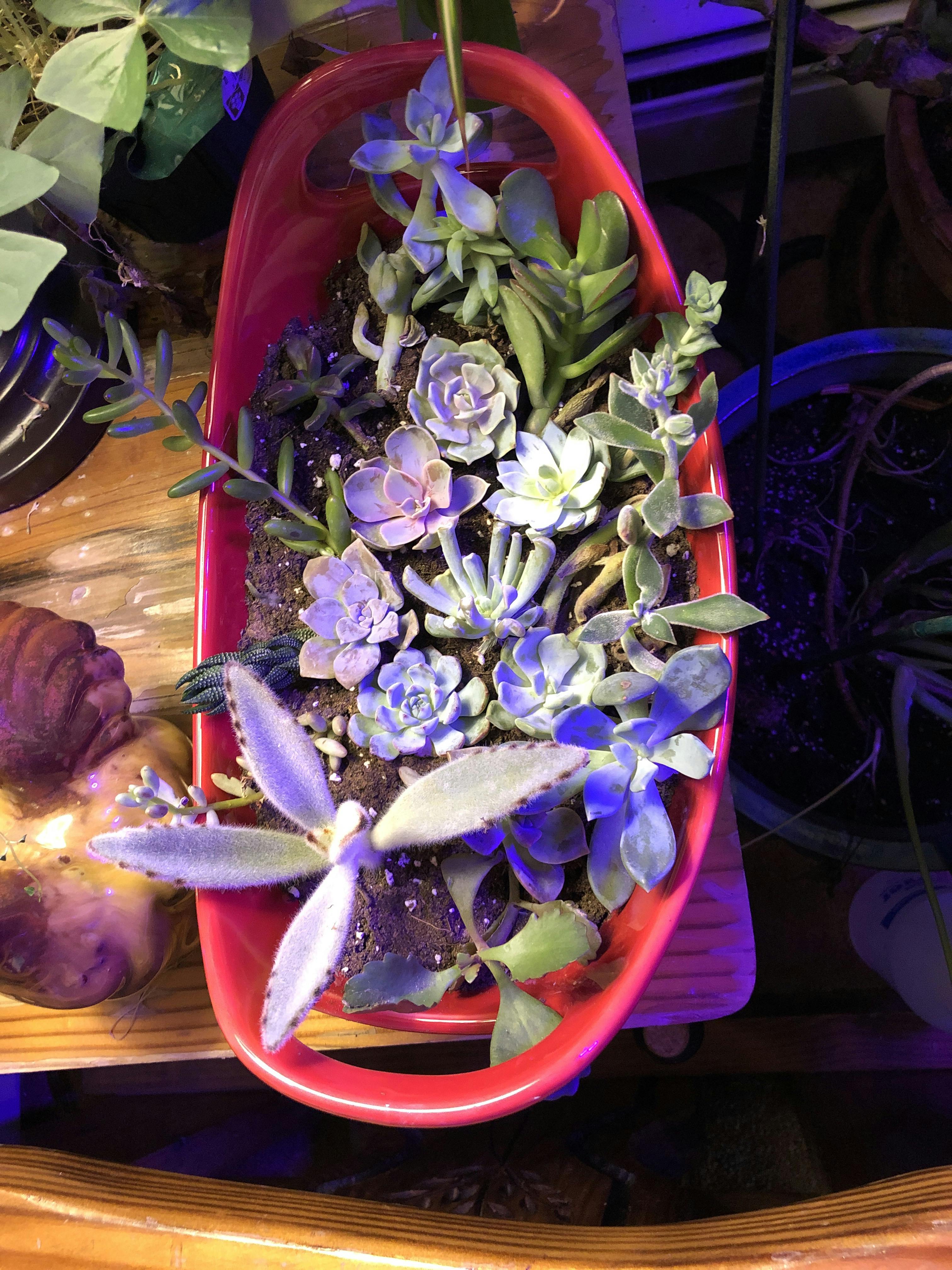 Cuttings Assorted Succulents Wedding Succulent Favors for Sale Bulk Succulents