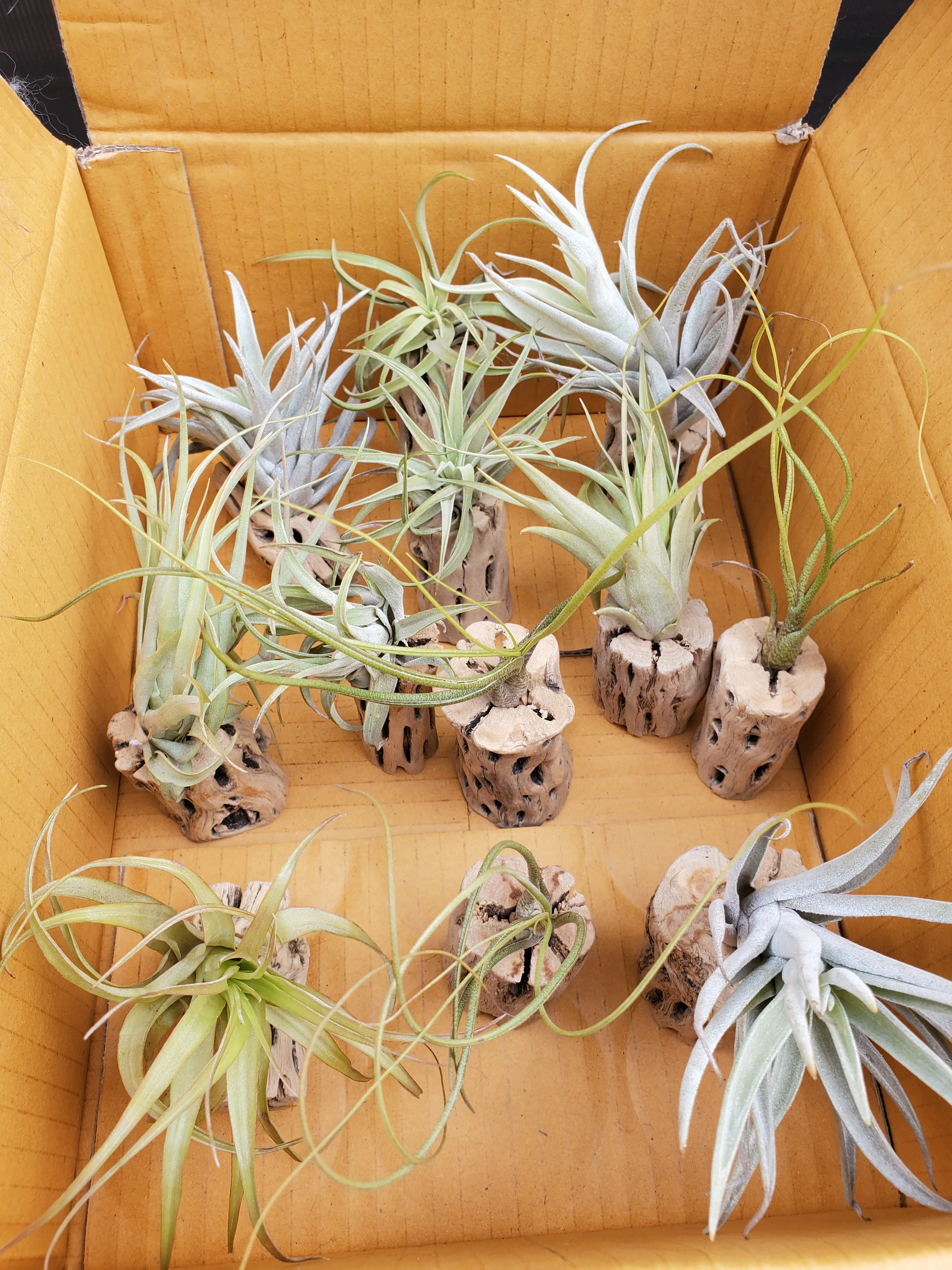 air plants