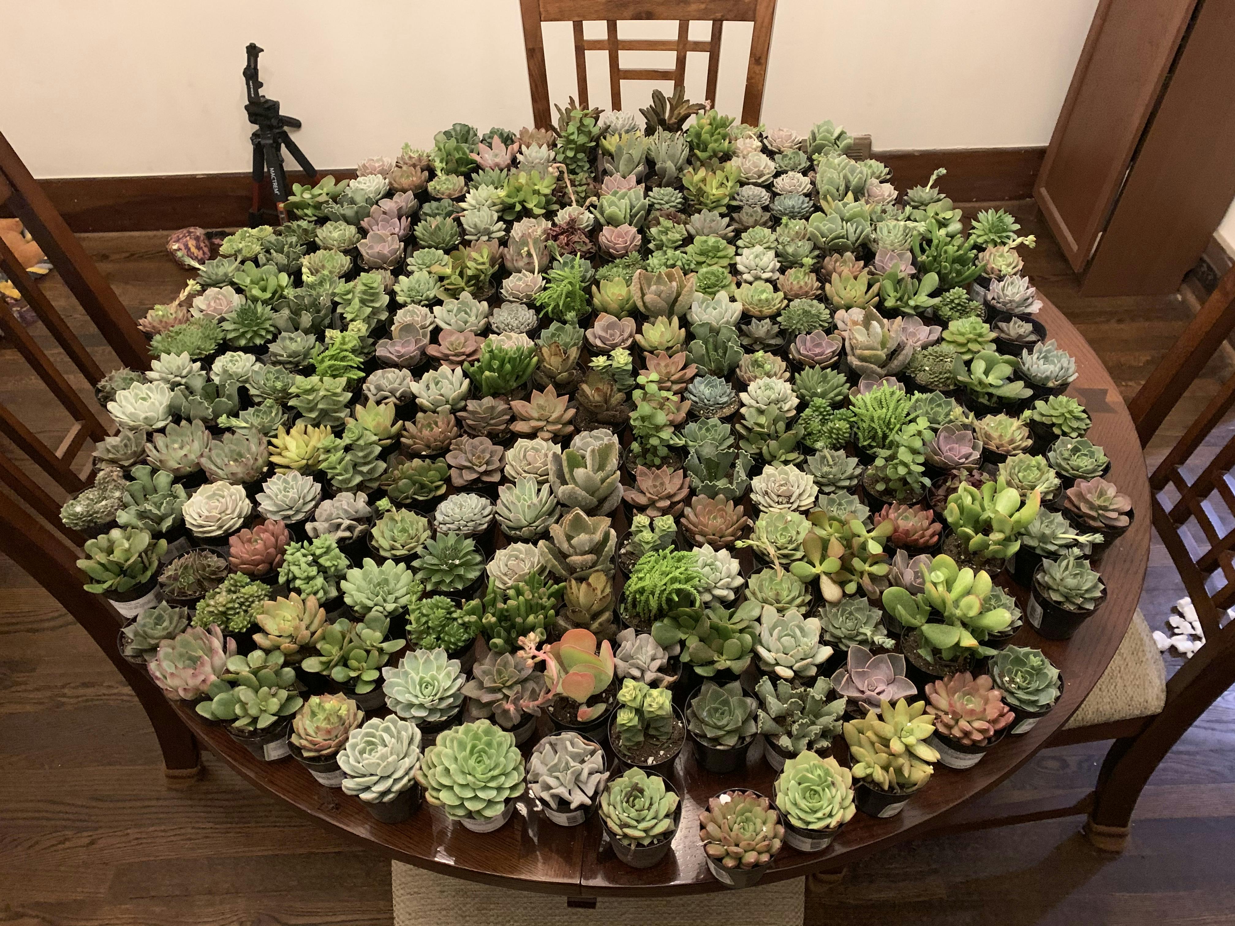 2.5" Assorted Succulents Wedding Succulent Favors for Sale Bulk