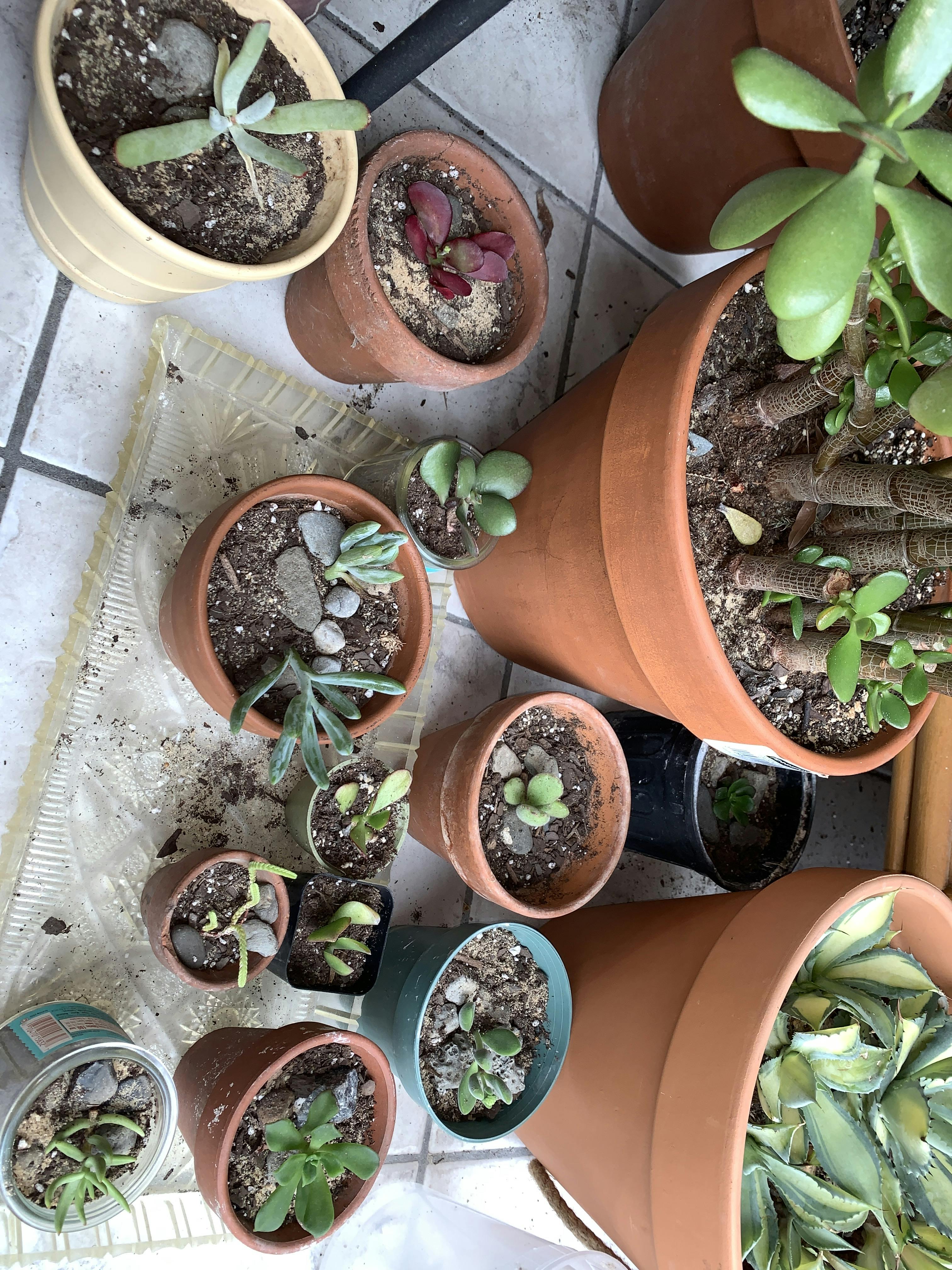 Cuttings Assorted Succulents Wedding Succulent Favors for Sale Bulk