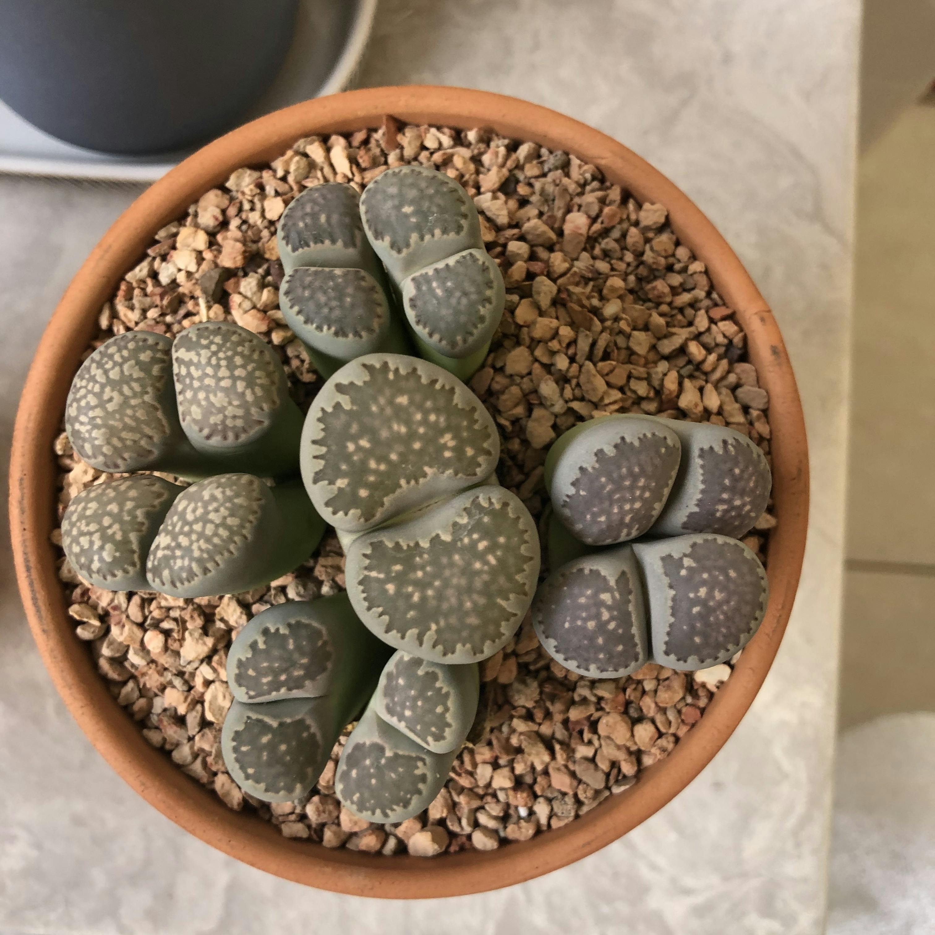 Lithops Mesembs & Mimicry Succulents - Wedding Succulent ...