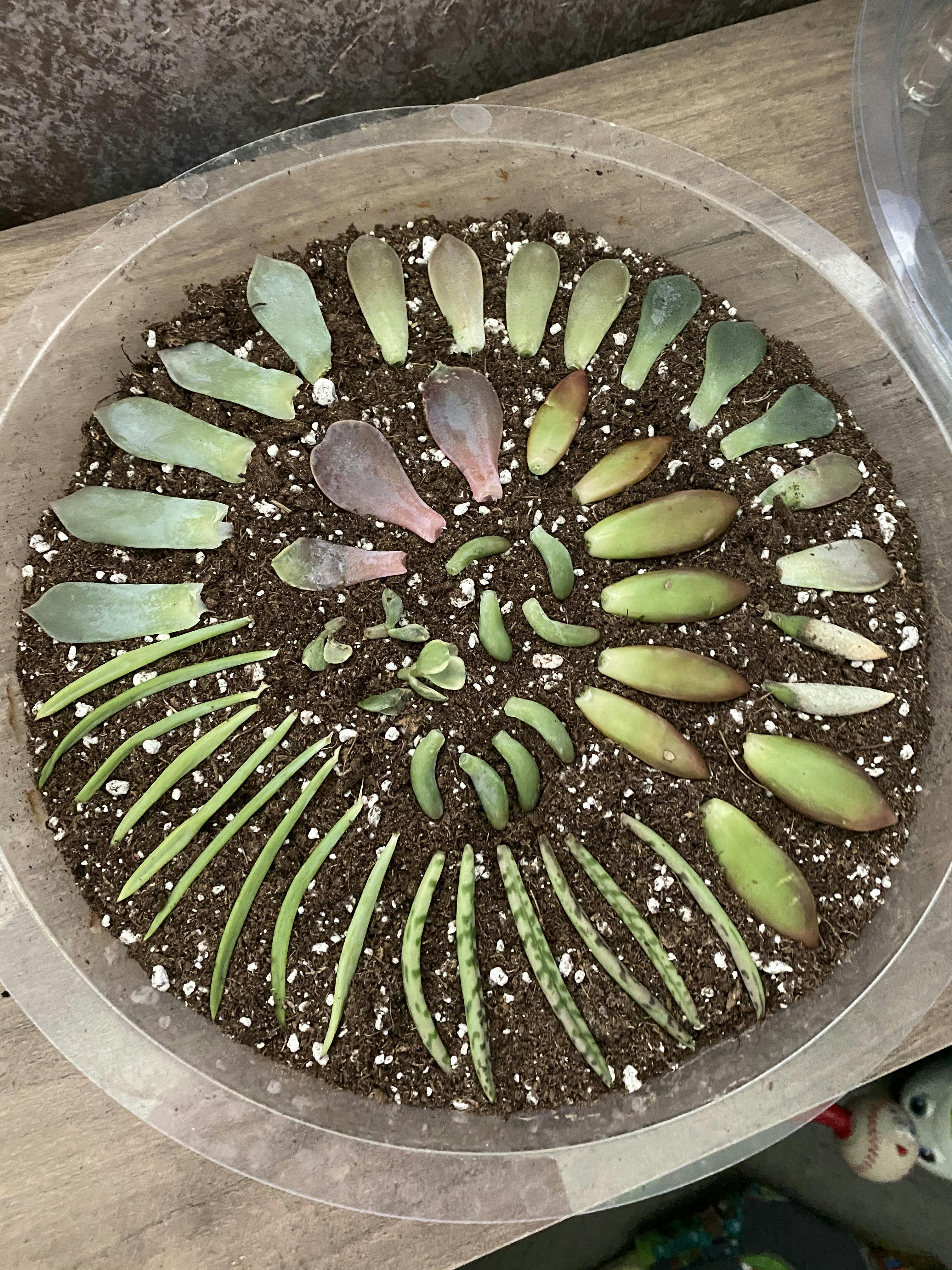 Cuttings Assorted Succulents Wedding Succulent Favors for Sale Bulk