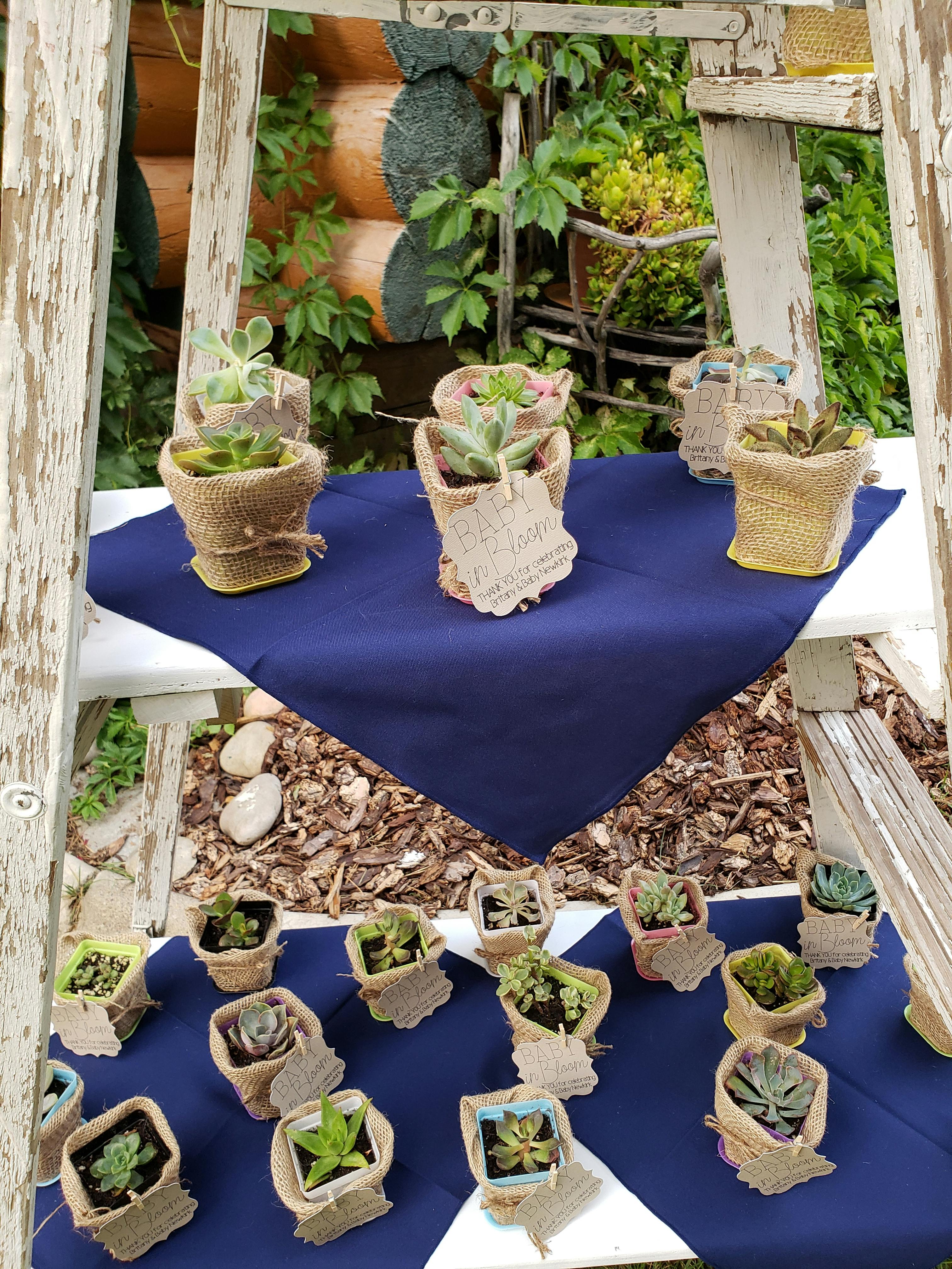 2" Assorted Succulents Wedding Succulent Favors for Sale Bulk Succulents