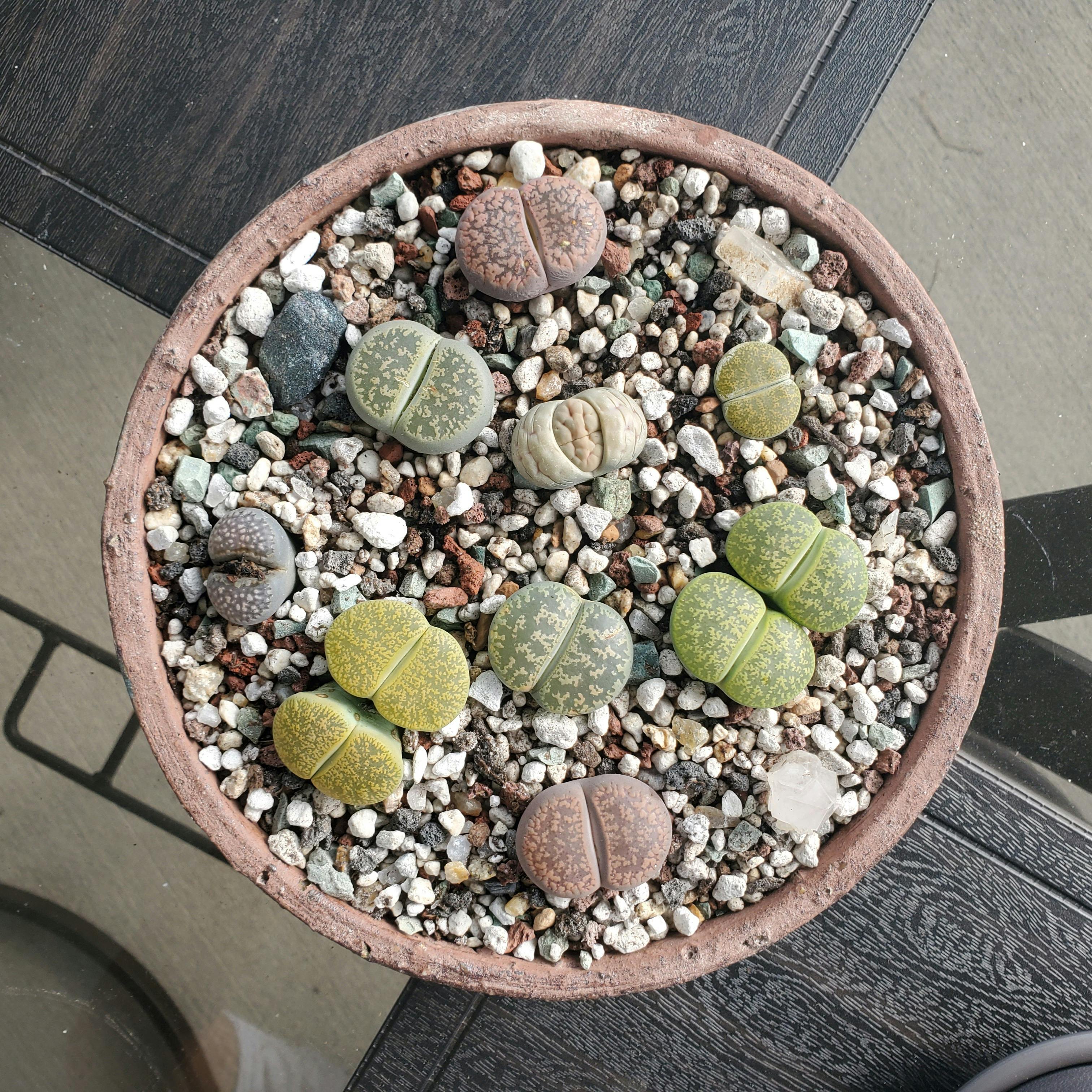 Lithops Mesembs & Mimicry Succulents Wedding Succulent Favors for